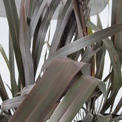 Phormium tenax purpureum